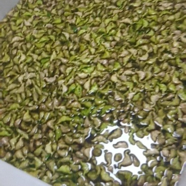 天井湖菱角