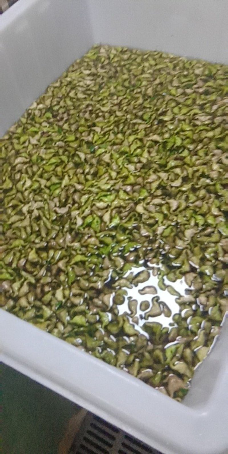 天井湖菱角