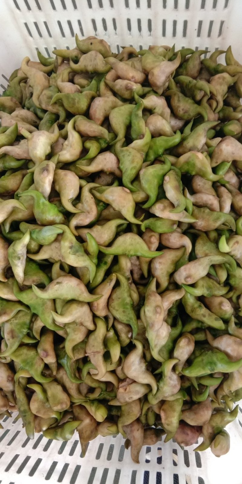 天井湖菱角