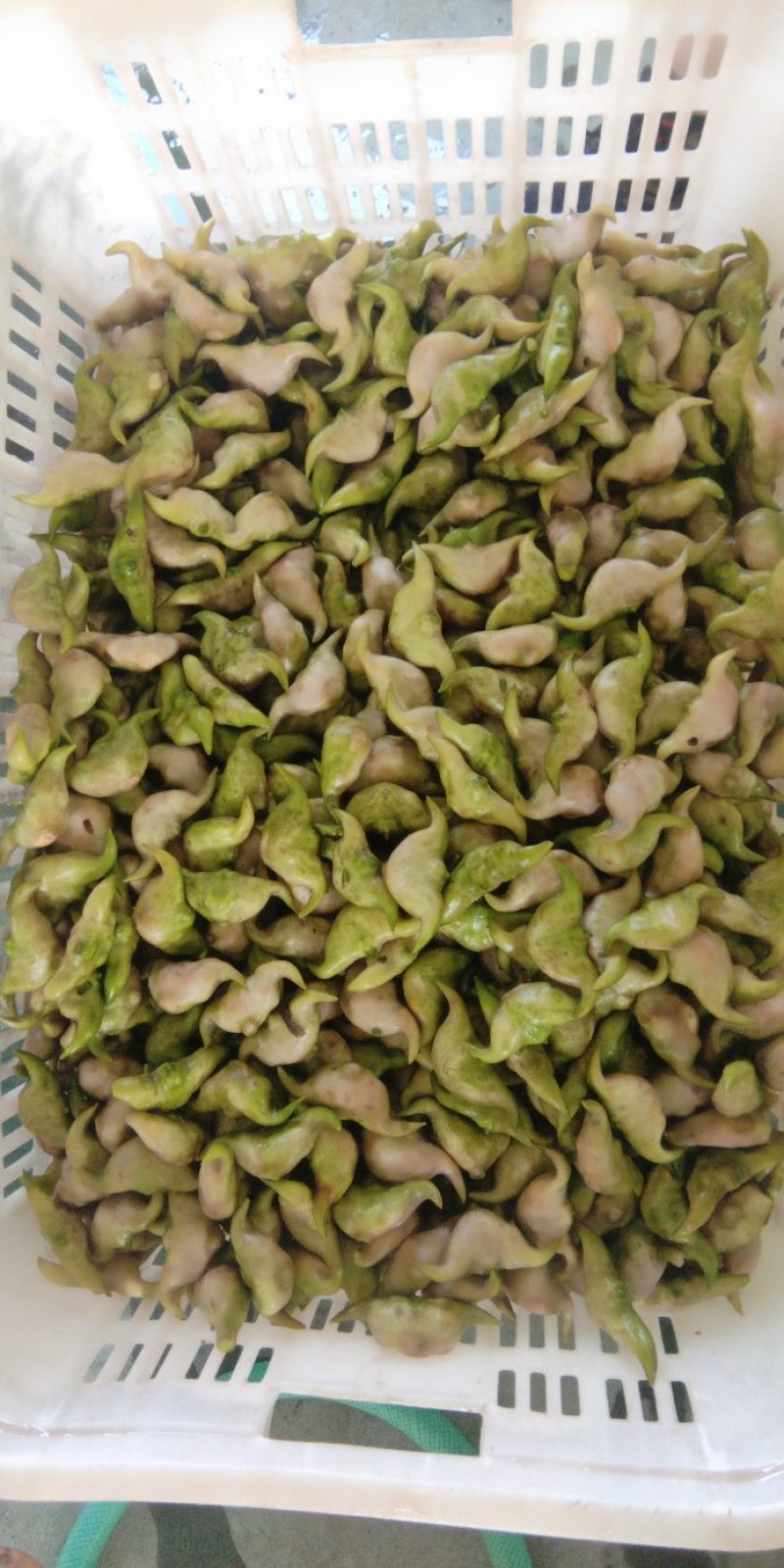 天井湖菱角