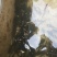 贵州野生黄辣丁