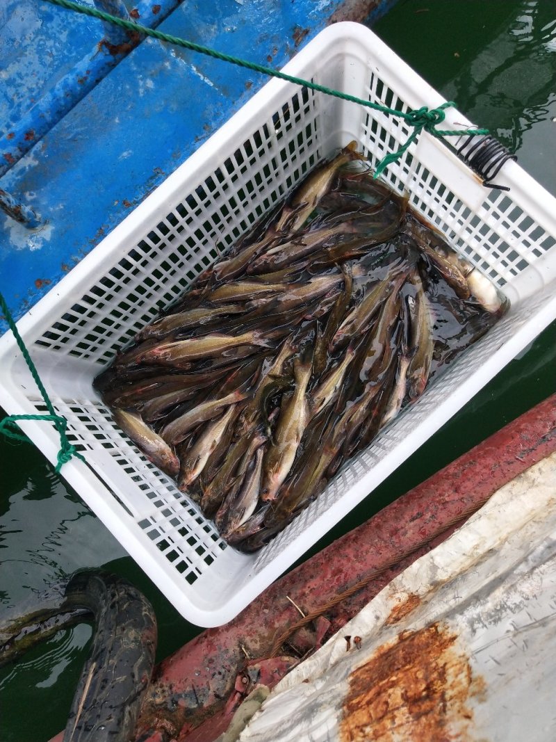 贵州野生黄辣丁