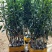 无核沃柑苗抗病抗寒能力强，可以实地看苗，有种植技术指导