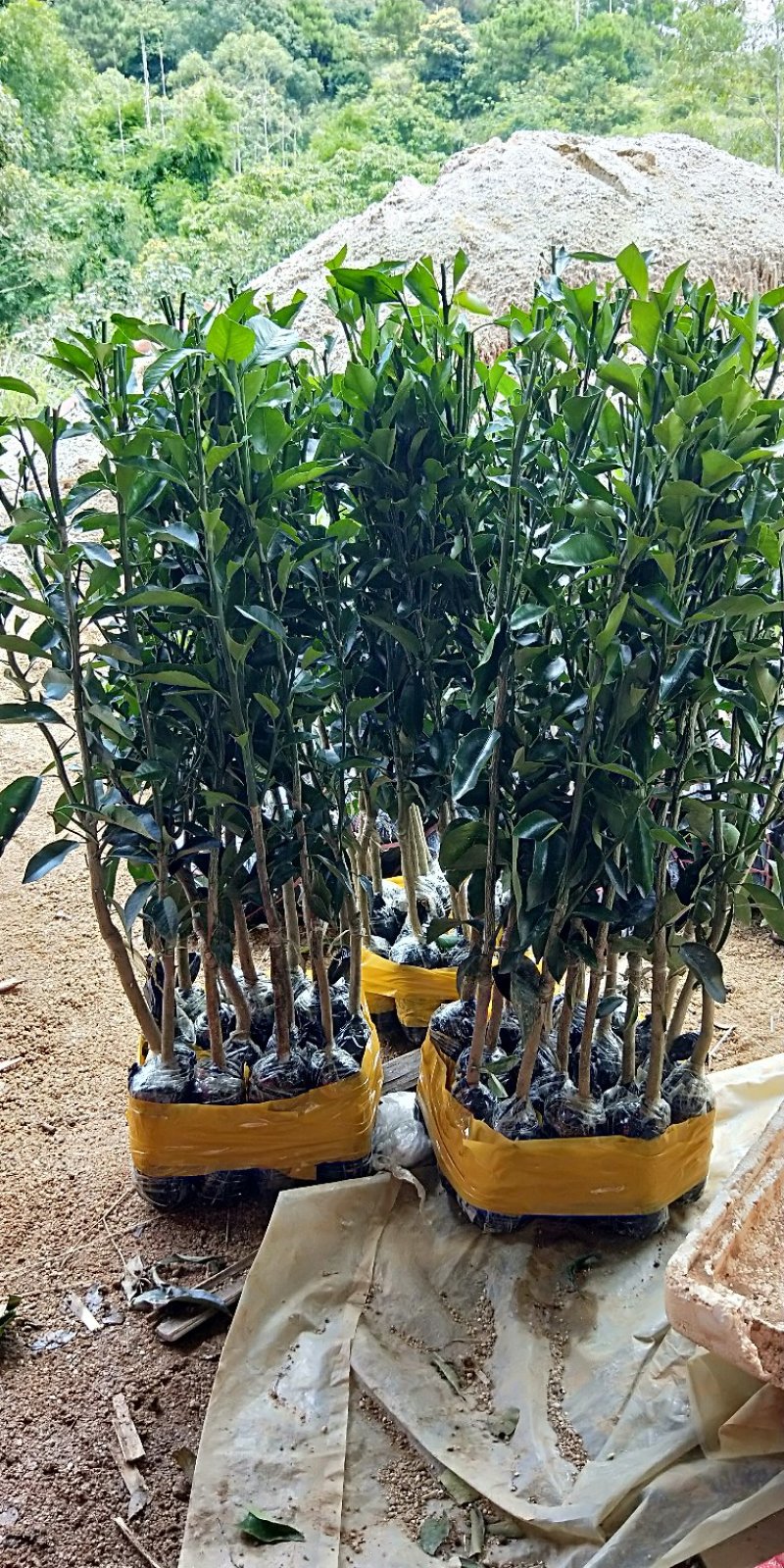 无核沃柑苗抗病抗寒能力强，可以实地看苗，有种植技术指导