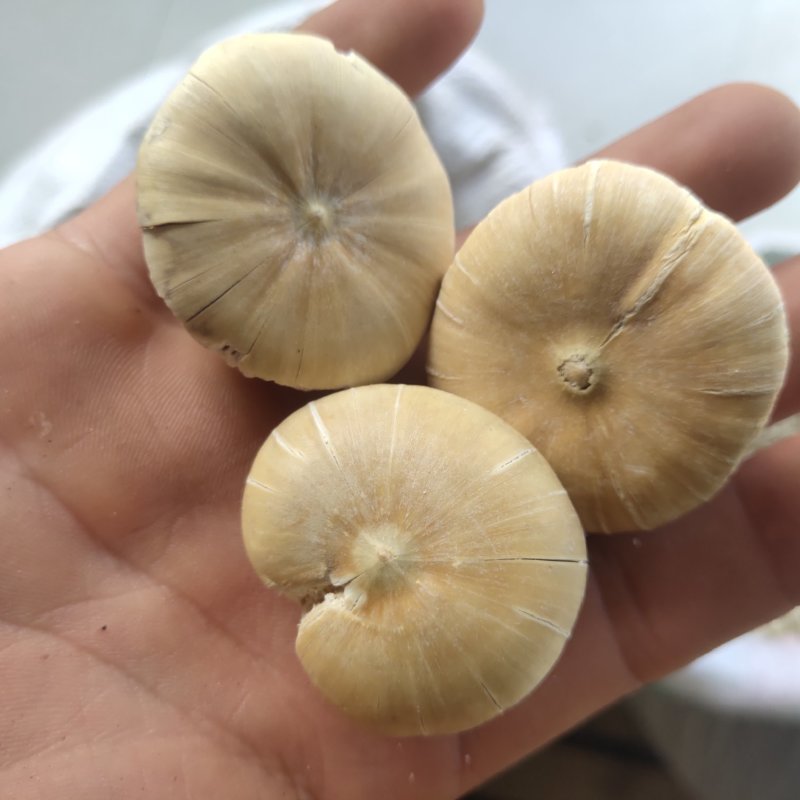 壮阳果，选关书药材批发各种