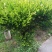 精品黄杨雀舌黄杨瓜子黄杨灌木/公园/绿化/道路