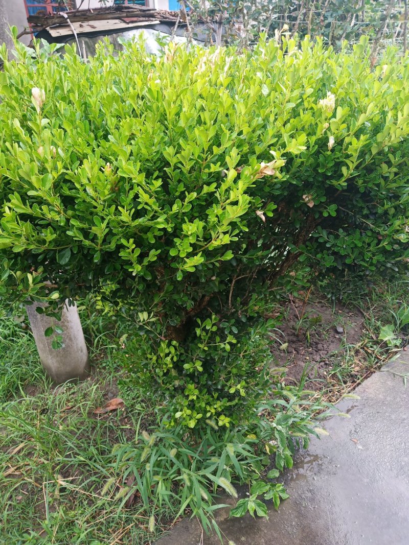 精品黄杨雀舌黄杨瓜子黄杨灌木/公园/绿化/道路