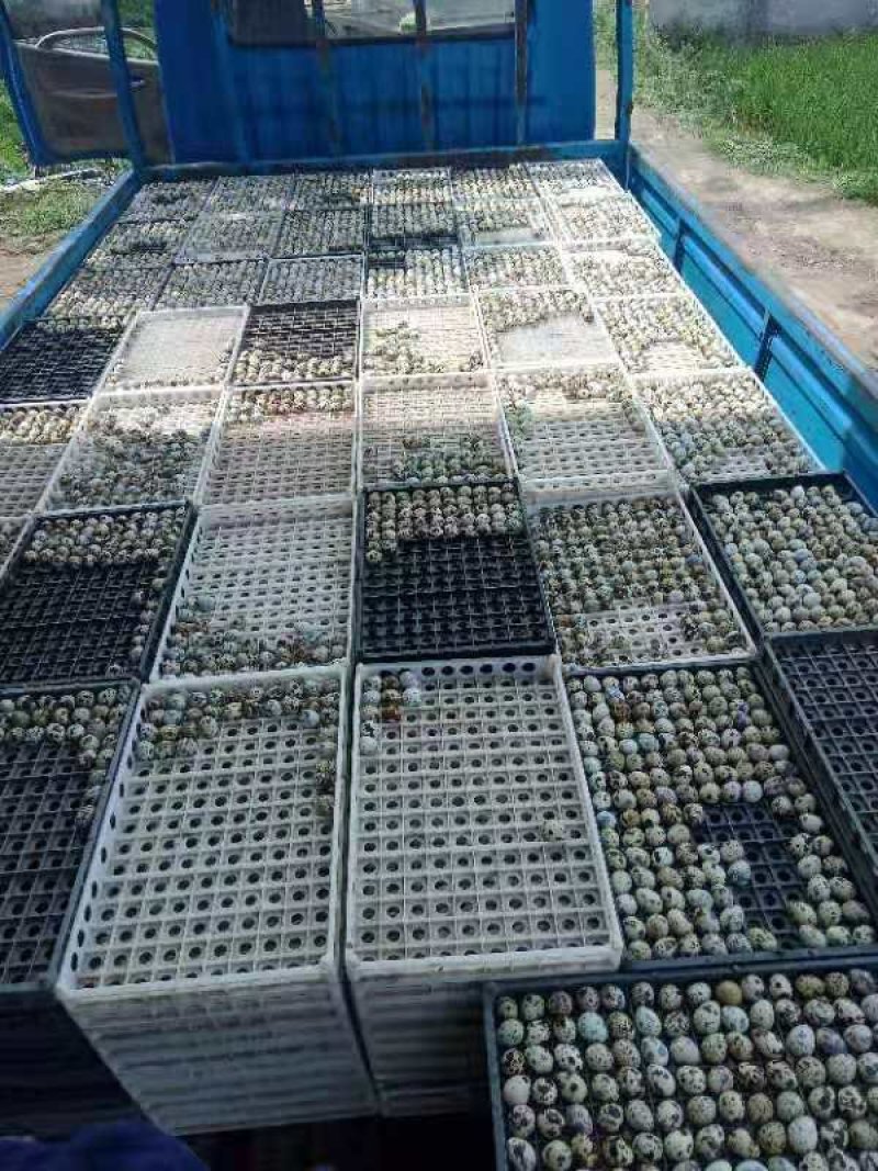 淘汰鹌鹑！鹌鹑鲜蛋