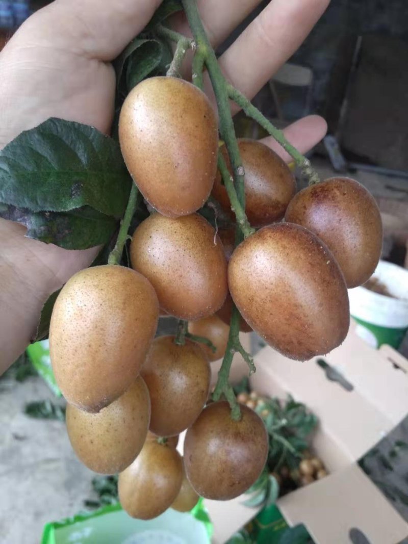 黄皮无核