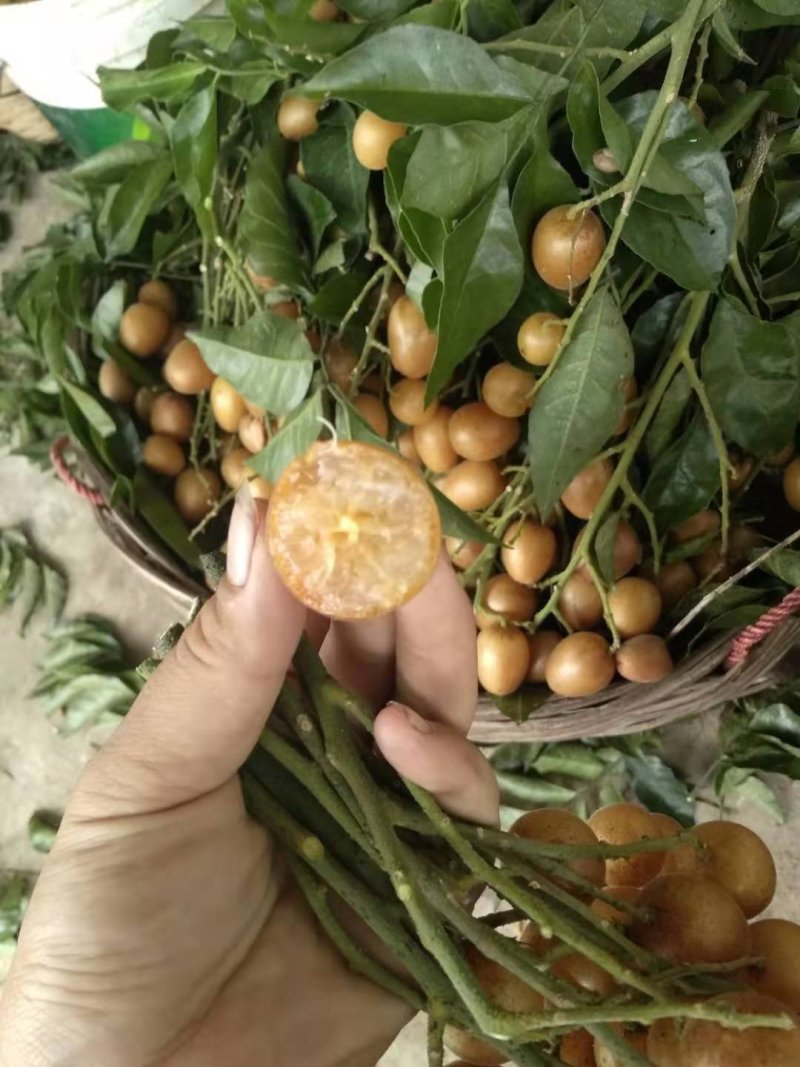 黄皮无核