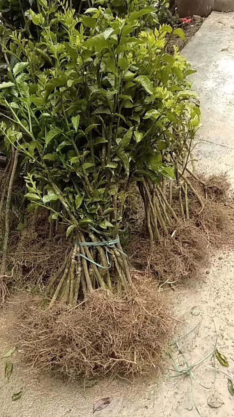 黄皮无核