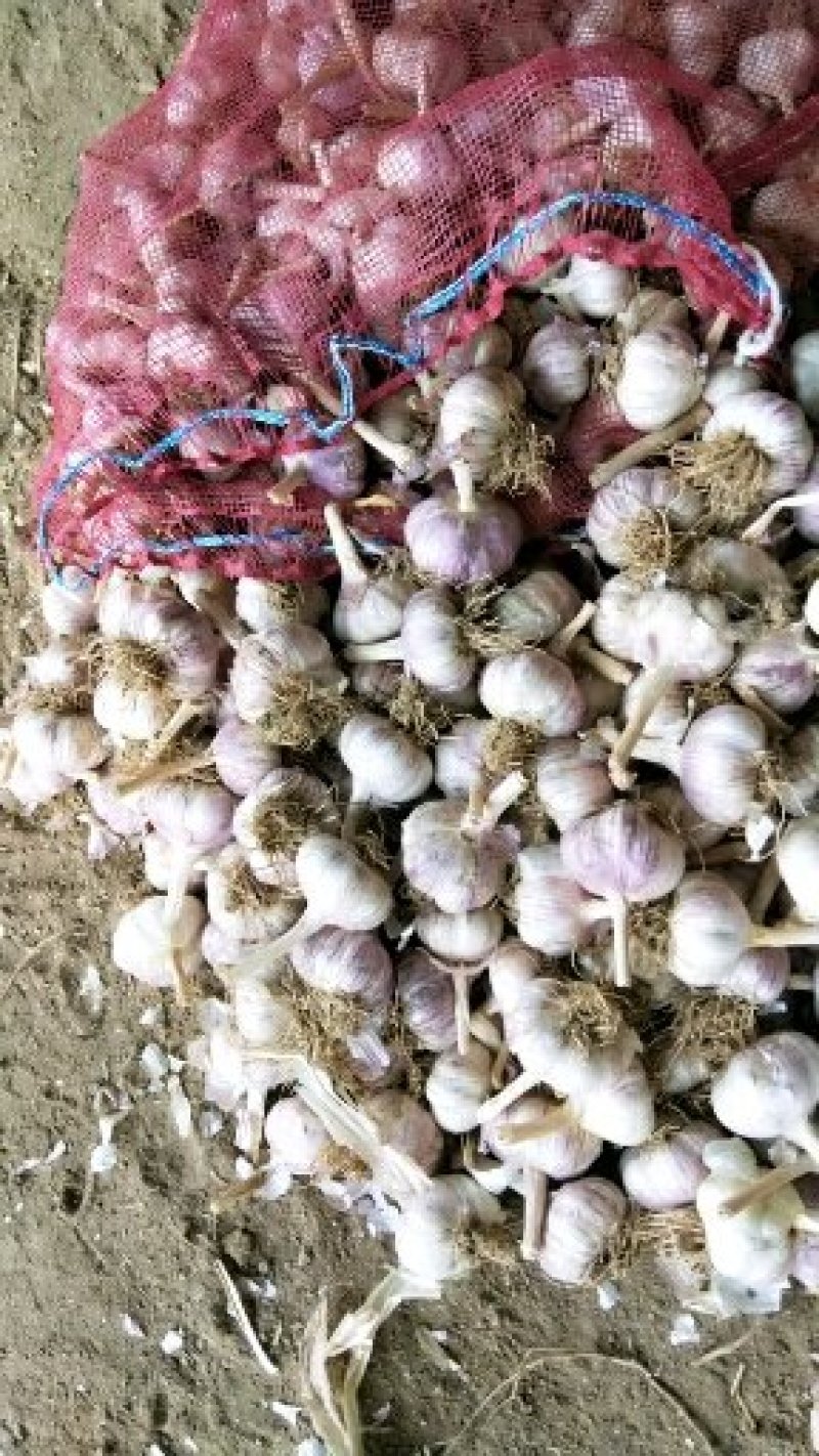 大名蒜种