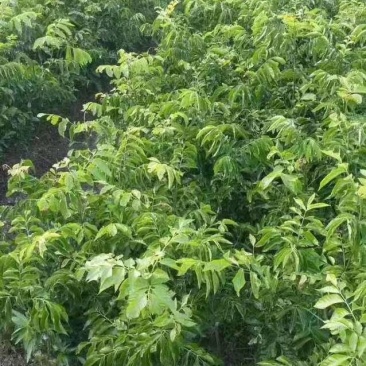 鸡心黄皮