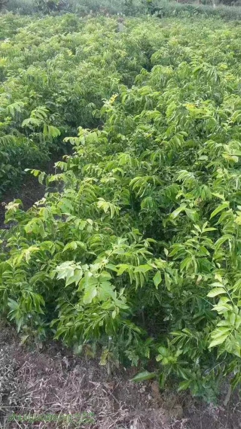 鸡心黄皮