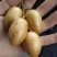 鸡心黄皮