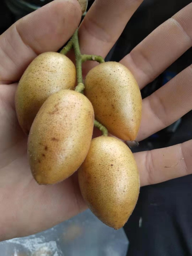 鸡心黄皮