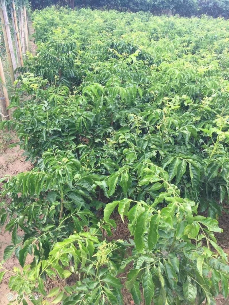 黄皮冰糖甜