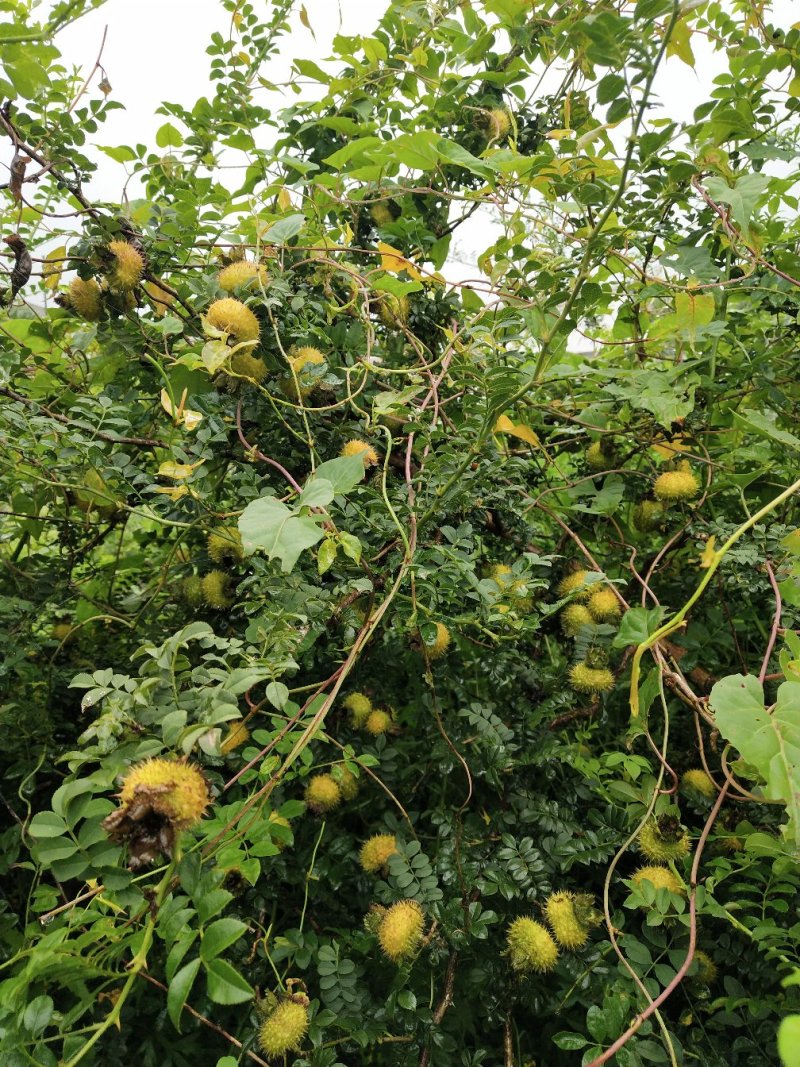 刺梨9月上市