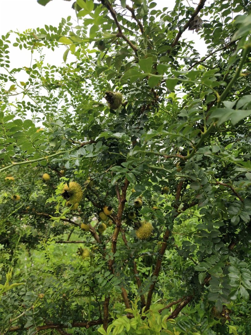 刺梨9月上市