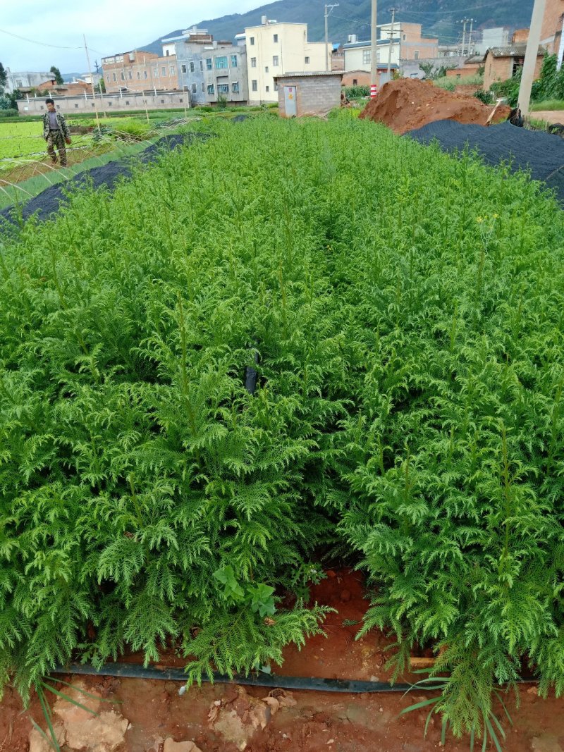 柳杉苗，杉木，马尾杉，基地直销，技术指导，成活率高