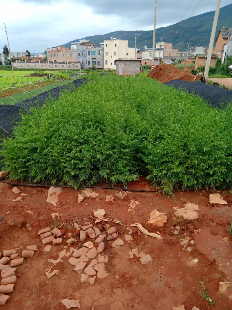 柳杉苗，杉木，马尾杉，基地直销，技术指导，成活率高