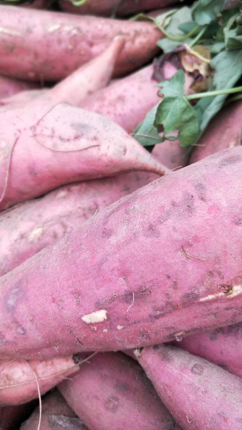 精品长条西瓜红红薯，3俩以上，无沟眼，大吨位供应