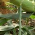 水果玉米1斤以上，