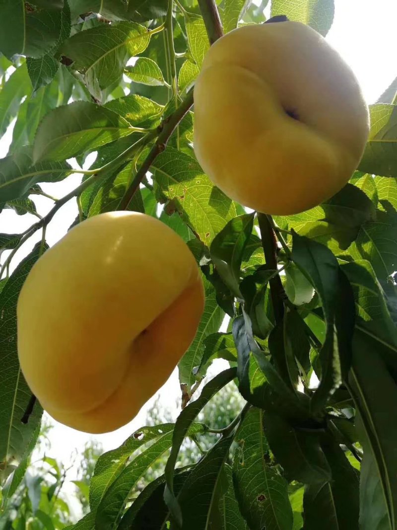 黄金蟠桃