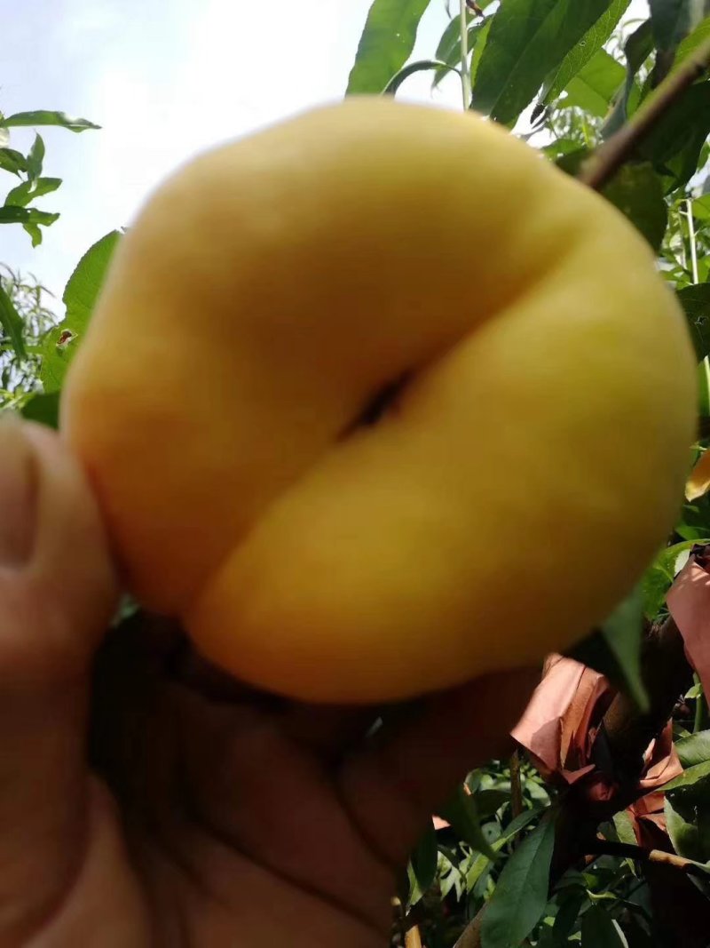 黄金蟠桃