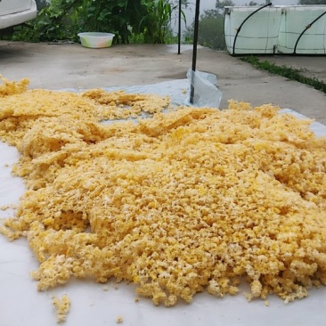 大量椴木银耳出售
