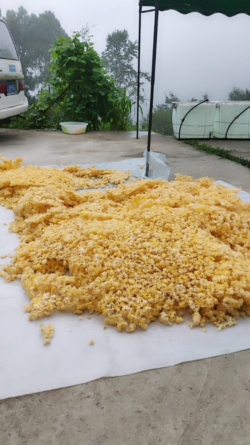 大量椴木银耳出售