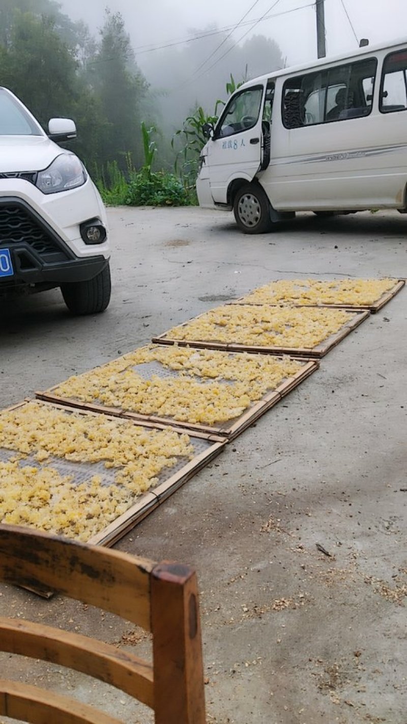 大量椴木银耳出售