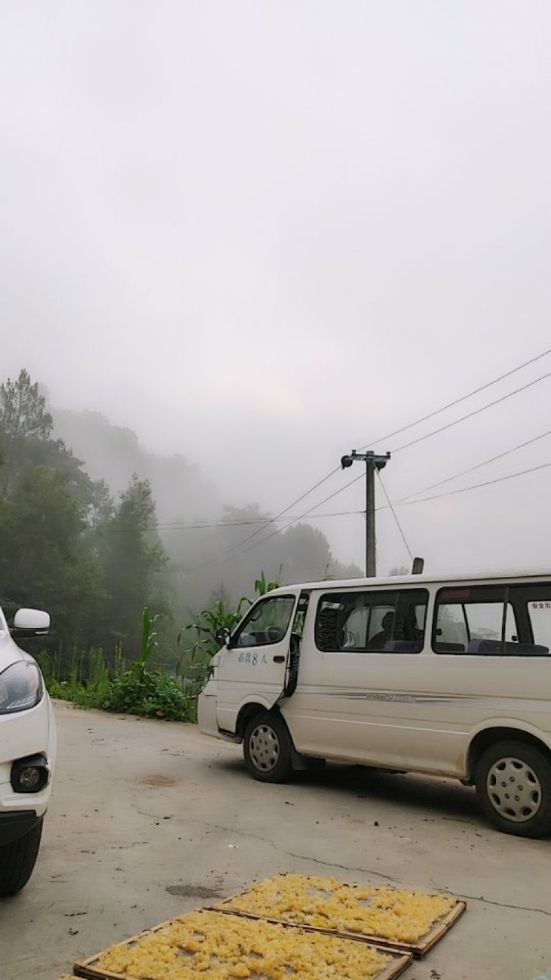 大量椴木银耳出售
