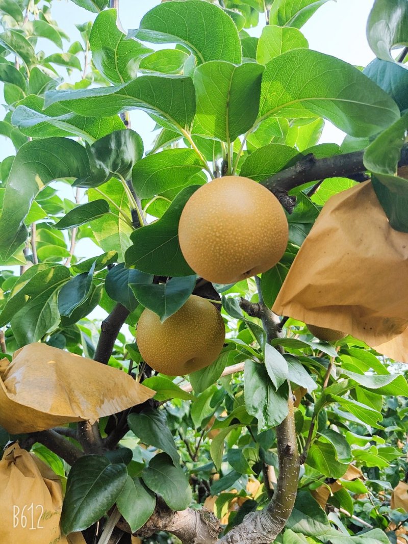 晚秋黄梨大量上市。一手货源。全国代发。加工果。精品果欢迎