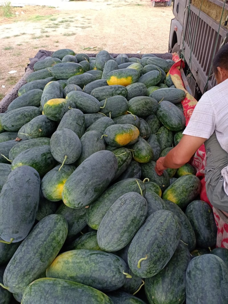 周口市太康县，产地直销【精品黑美人西瓜】大量上市