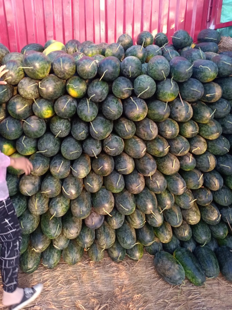 周口市太康县，产地直销【精品黑美人西瓜】大量上市