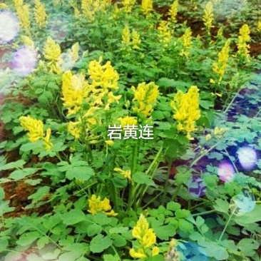 岩黄连种子，现在是播种季节