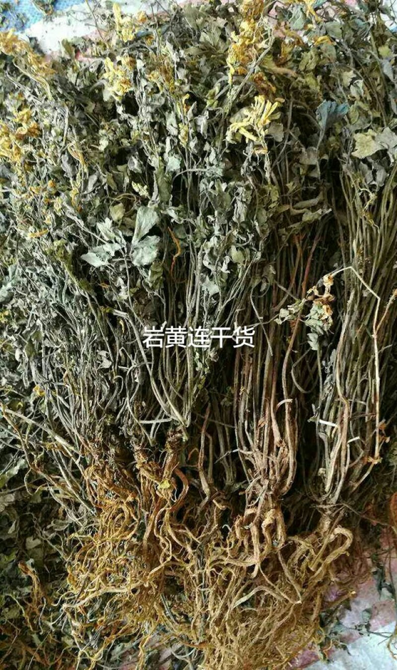 岩黄连种子，现在是播种季节