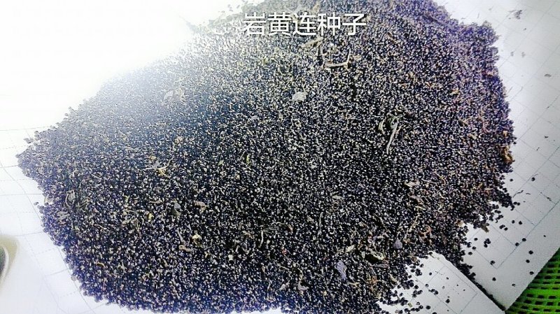 岩黄连种子，现在是播种季节