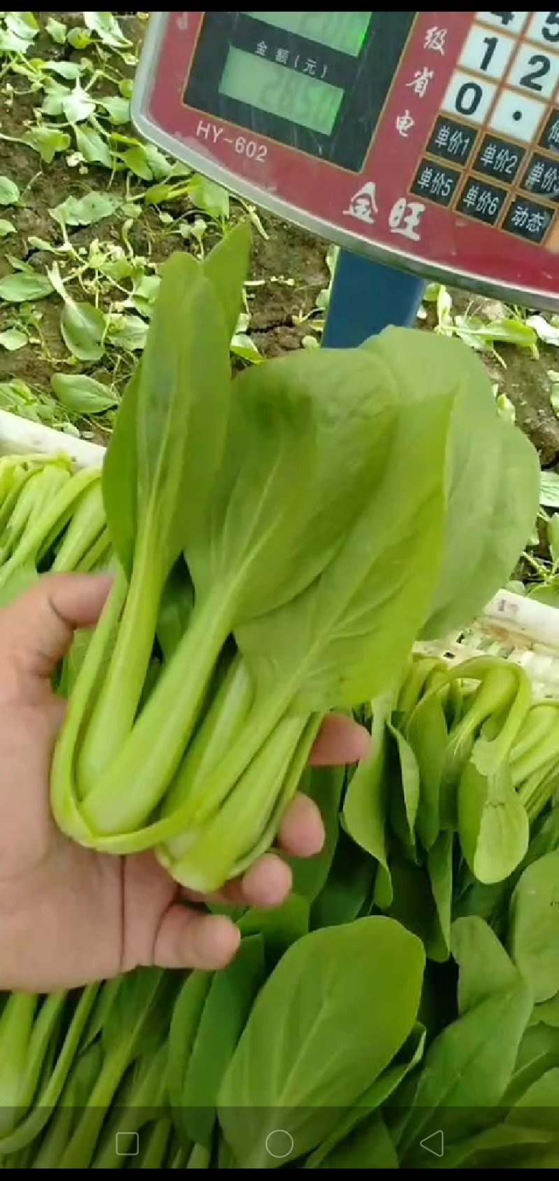 上海青8~10cm