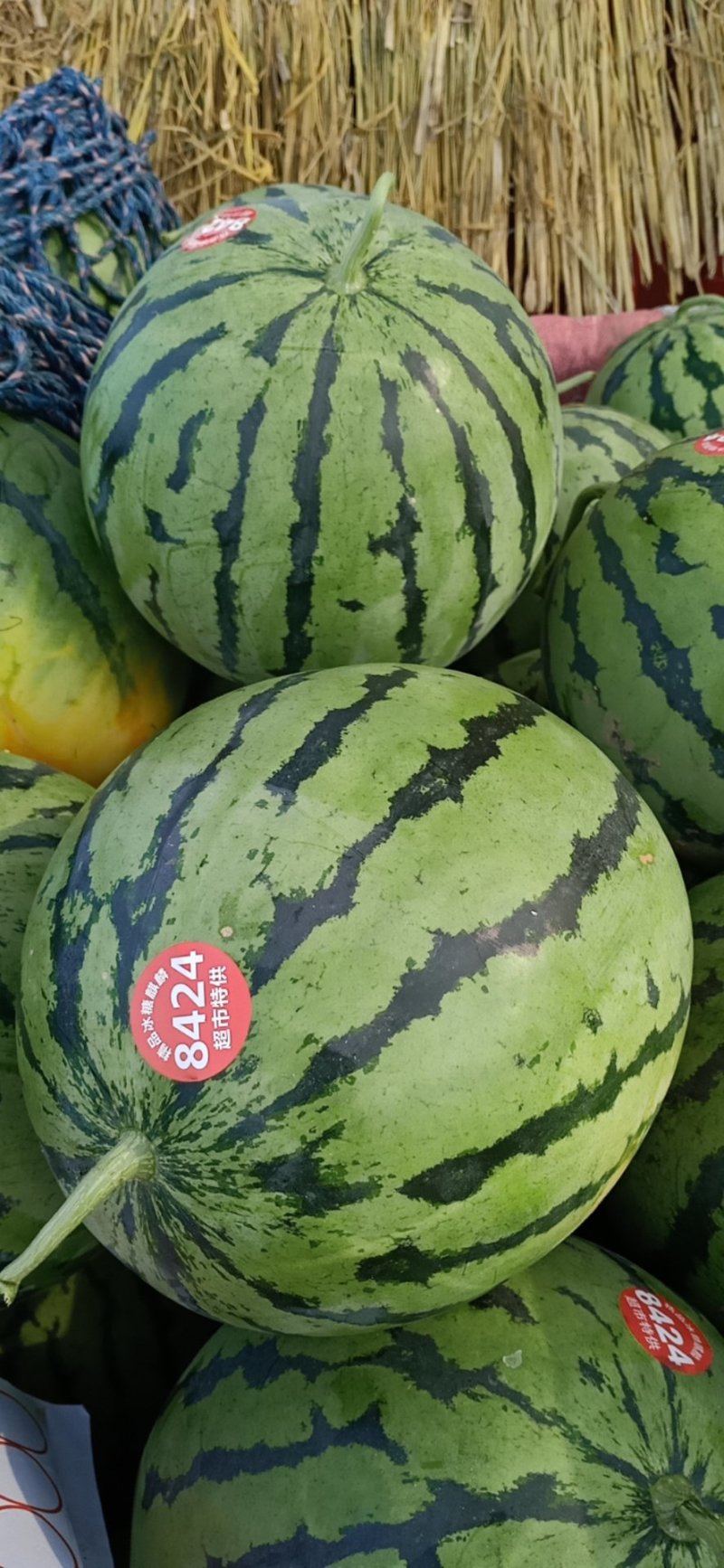周口市太康县【正宗精品玉麒麟西瓜】大量上市，产地直销。