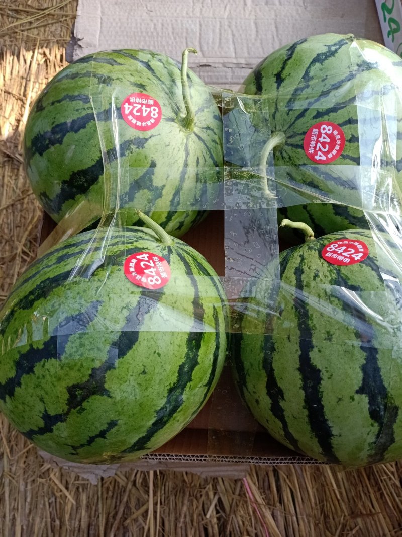 周口市太康县【正宗精品玉麒麟西瓜】大量上市，产地直销。