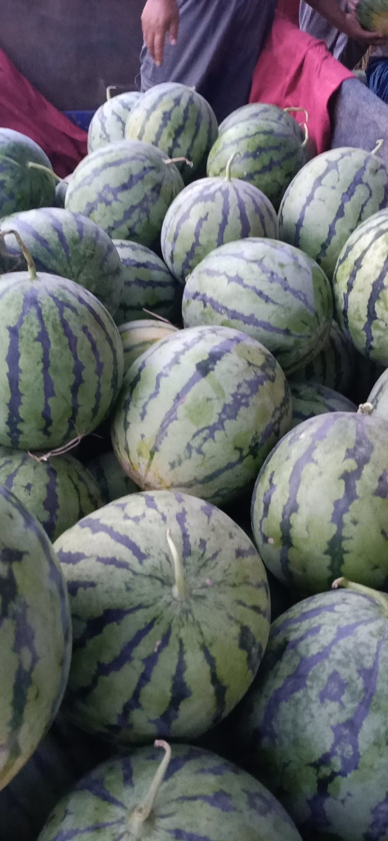 周口市太康县【正宗精品玉麒麟西瓜】大量上市，产地直销。