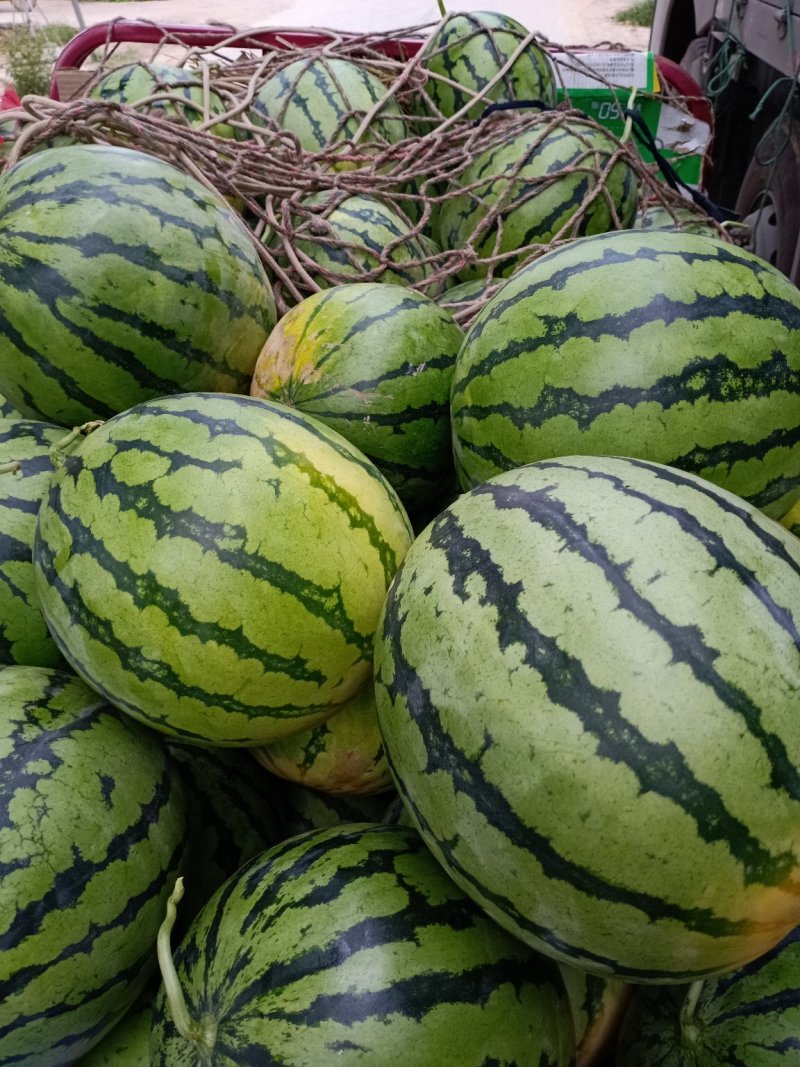 周口市太康县【正宗精品玉麒麟西瓜】大量上市，产地直销。