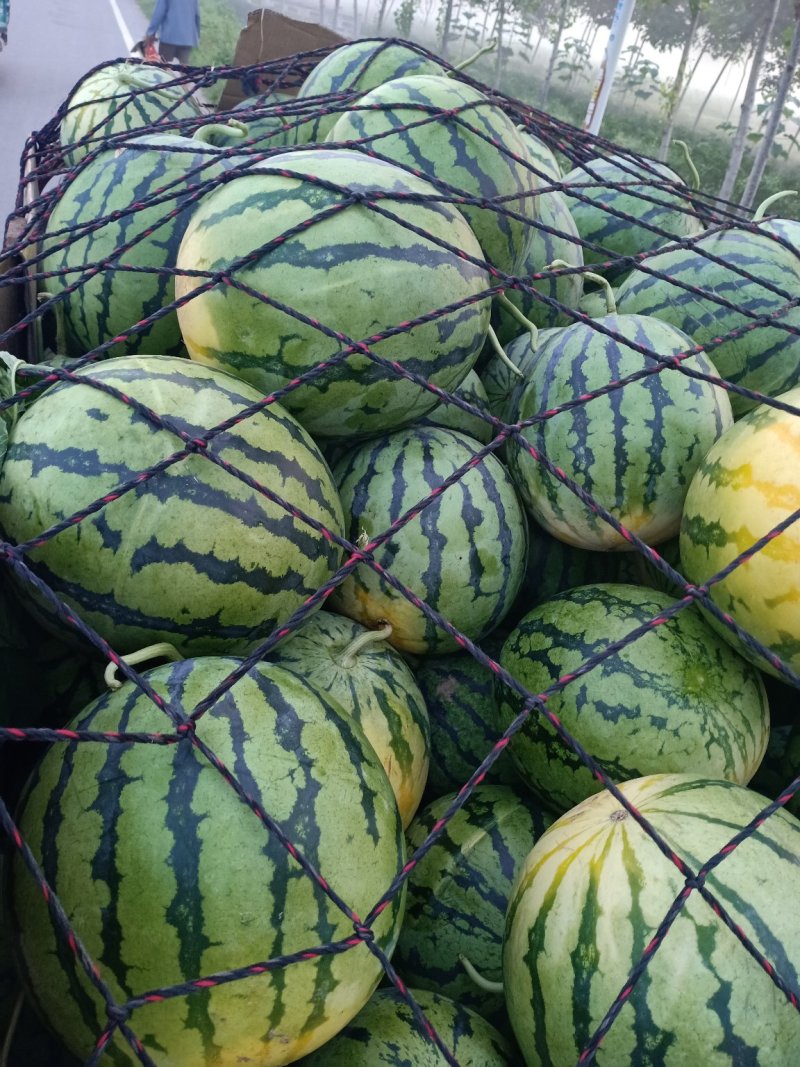 周口市太康县【正宗精品玉麒麟西瓜】大量上市，产地直销。