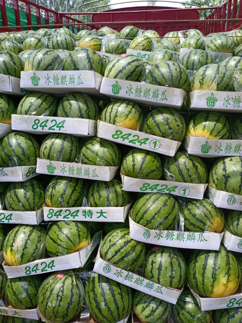 周口市太康县【正宗精品玉麒麟西瓜】大量上市，产地直销。