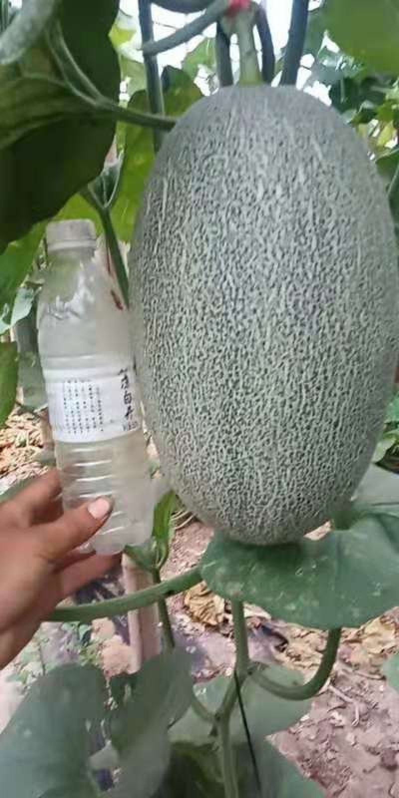 西州蜜甜瓜，小蜜二十五3斤以上长圆形，货源充足，