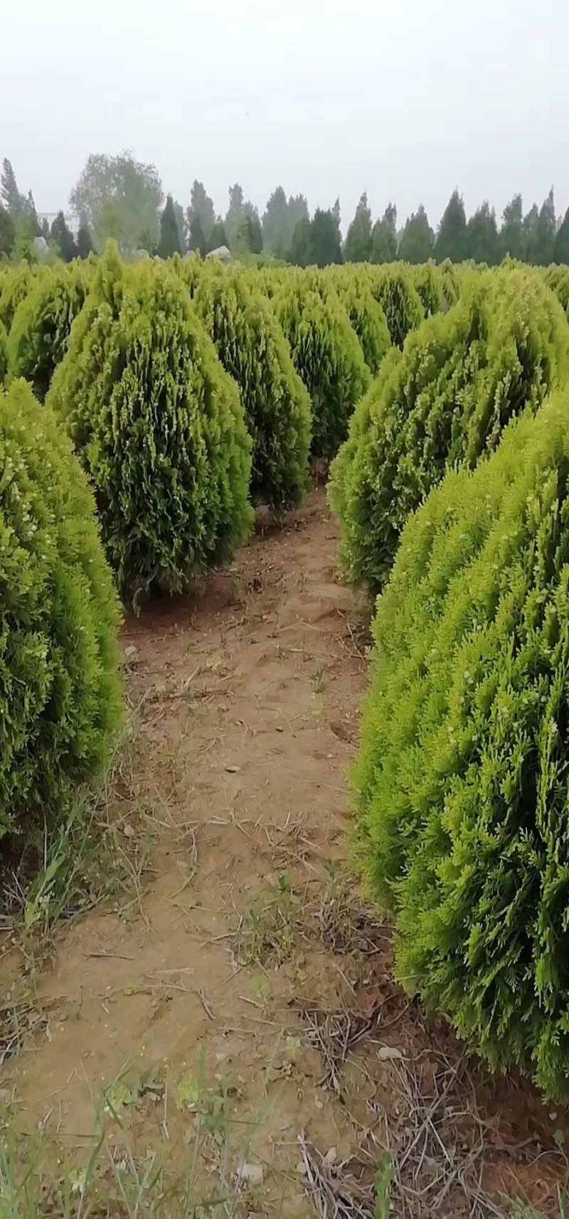 洒金柏规格齐全