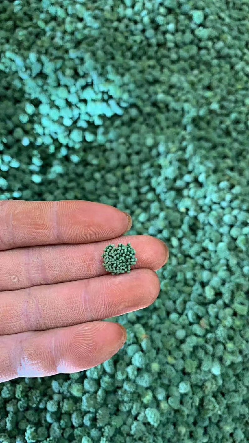 包邮文山三七（三七花）特级三年花，色青无硫纯净货