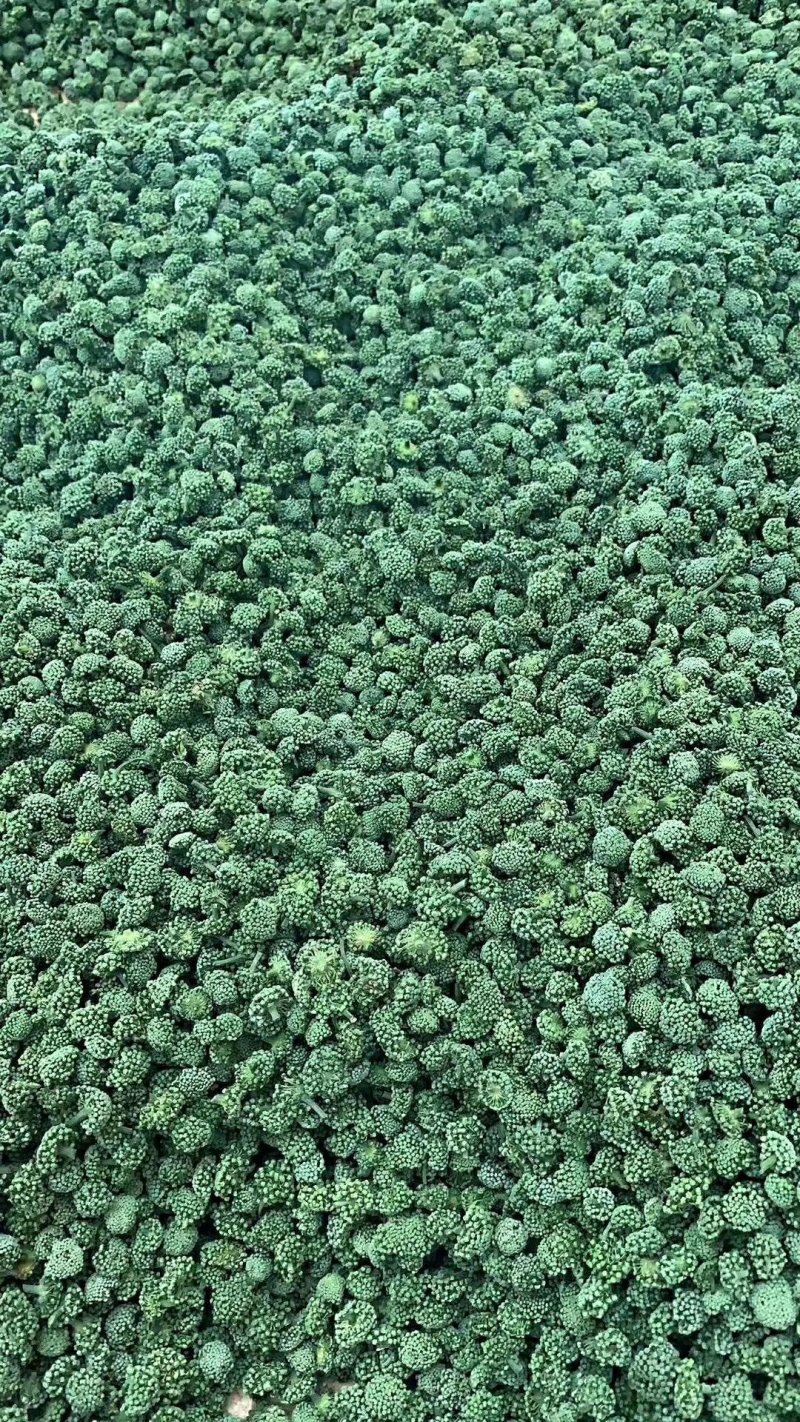 包邮文山三七（三七花）特级三年花，色青无硫纯净货